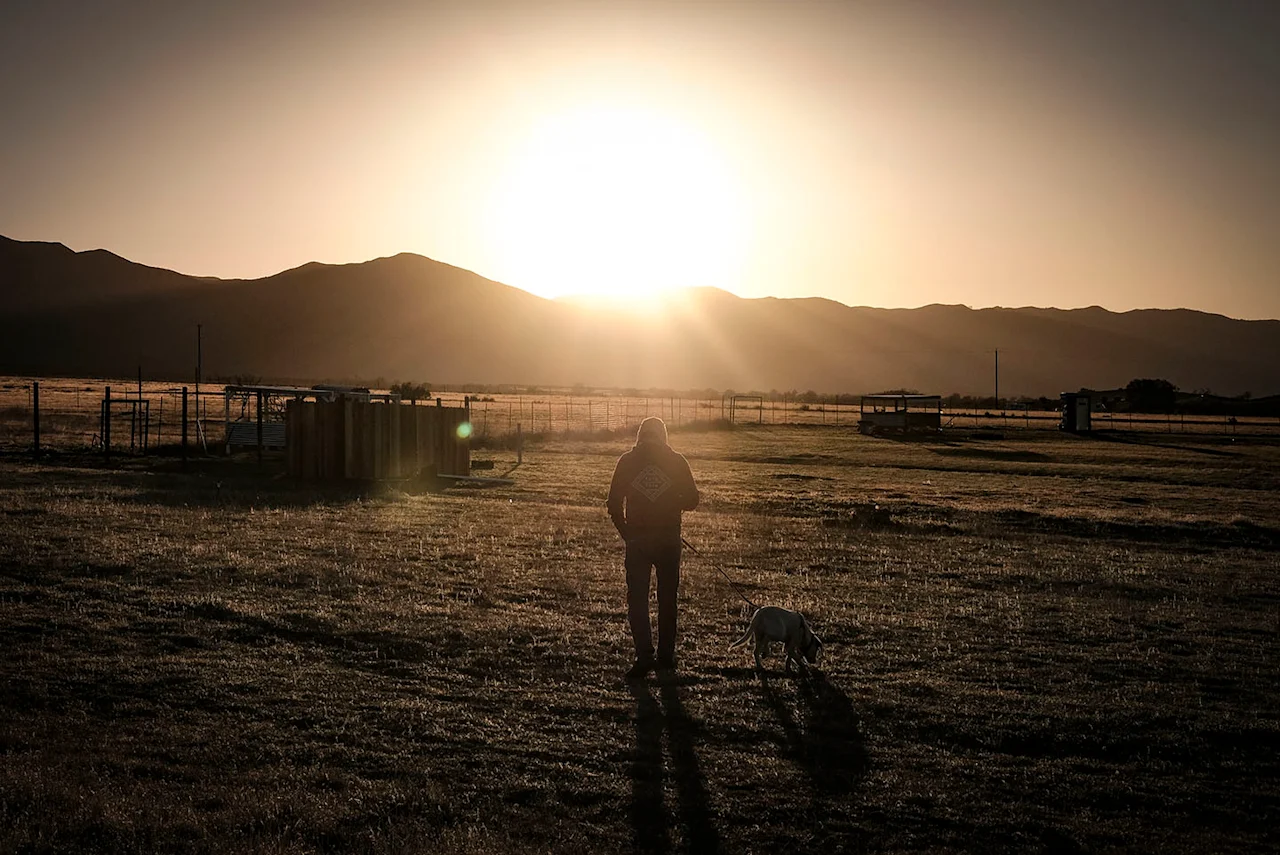 Dog and human at sunset